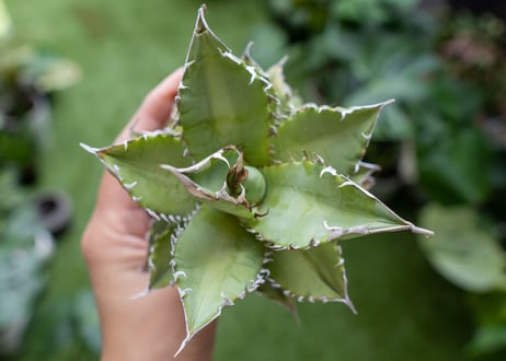 Agave Sowing seeds A NO.4