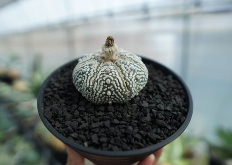 アストロフィツム　スーパー兜　Astrophytum asterias 'Superkabuto' No.3