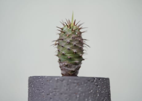 Euphorbia pachypodioides