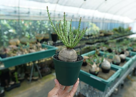 ユーフォルビア デシドゥア　Euphorbia decidua
