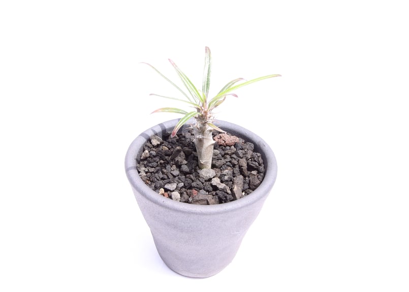 パキポディウム ミケア 大株 現品 パキポディウム ミケア