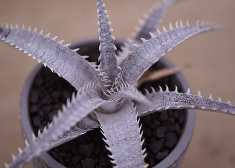 CATEGORY ディッキア | mana's farm:塊根植物・アガベ・ドライガーデン