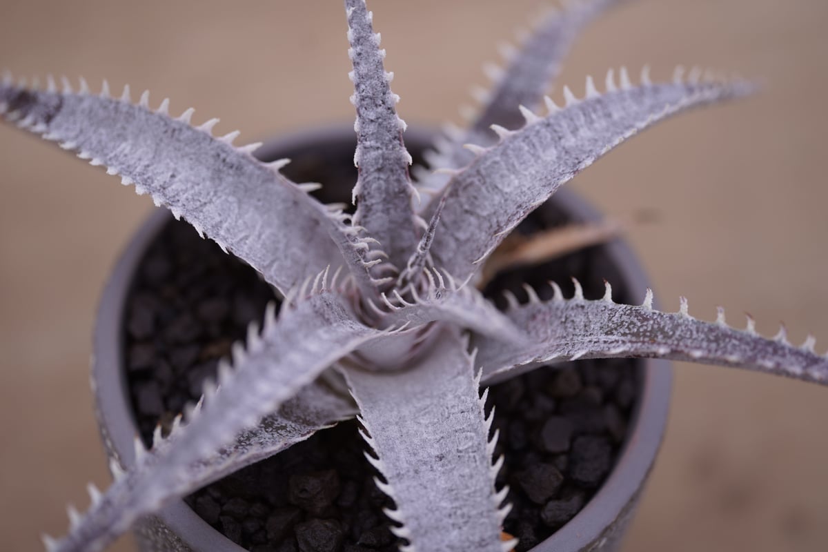 ディッキア T-rex ×keswick Dyckia T-rex ×keswick |