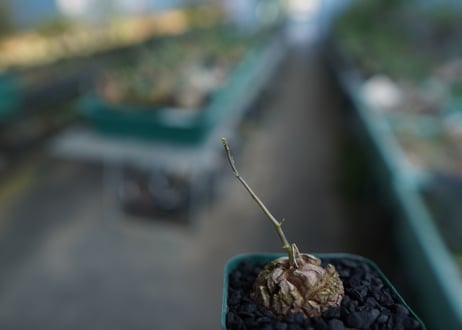 亀甲竜　Dioscorea elephantipes　No.1
