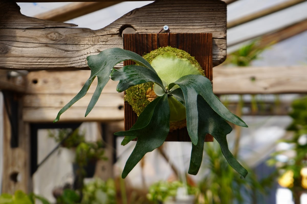 ビカクシダ ペガサス P. Pegasus (TC) | mana's farm:塊根植物・