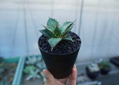 アガベ　チタノタ　MTN01　agave titanota MTN01