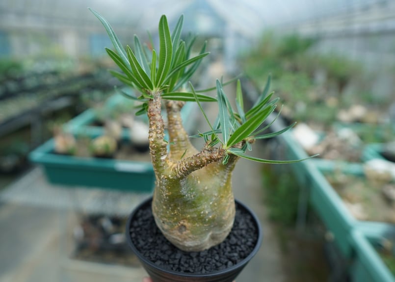 パキポディウム・グラキリス L（Pachypodium gracilius） Pachypodium Gracilius【パキポディウム・グラキリス・実生】 | RIMO'S