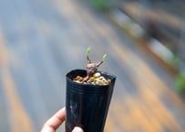 サルコカウロン パターソニー | mana's farm:塊根植物・アガベ・ドライ