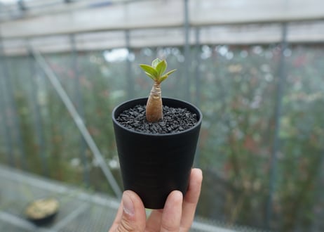 アデニウム　Adenium  No.5