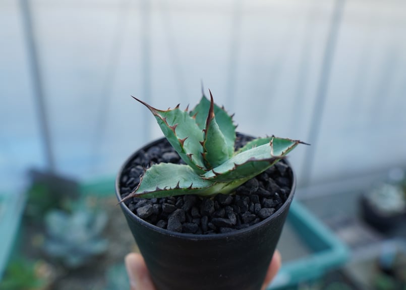 アガベ パラサナ×ホリダ agave parasana×horrida | mana's fa