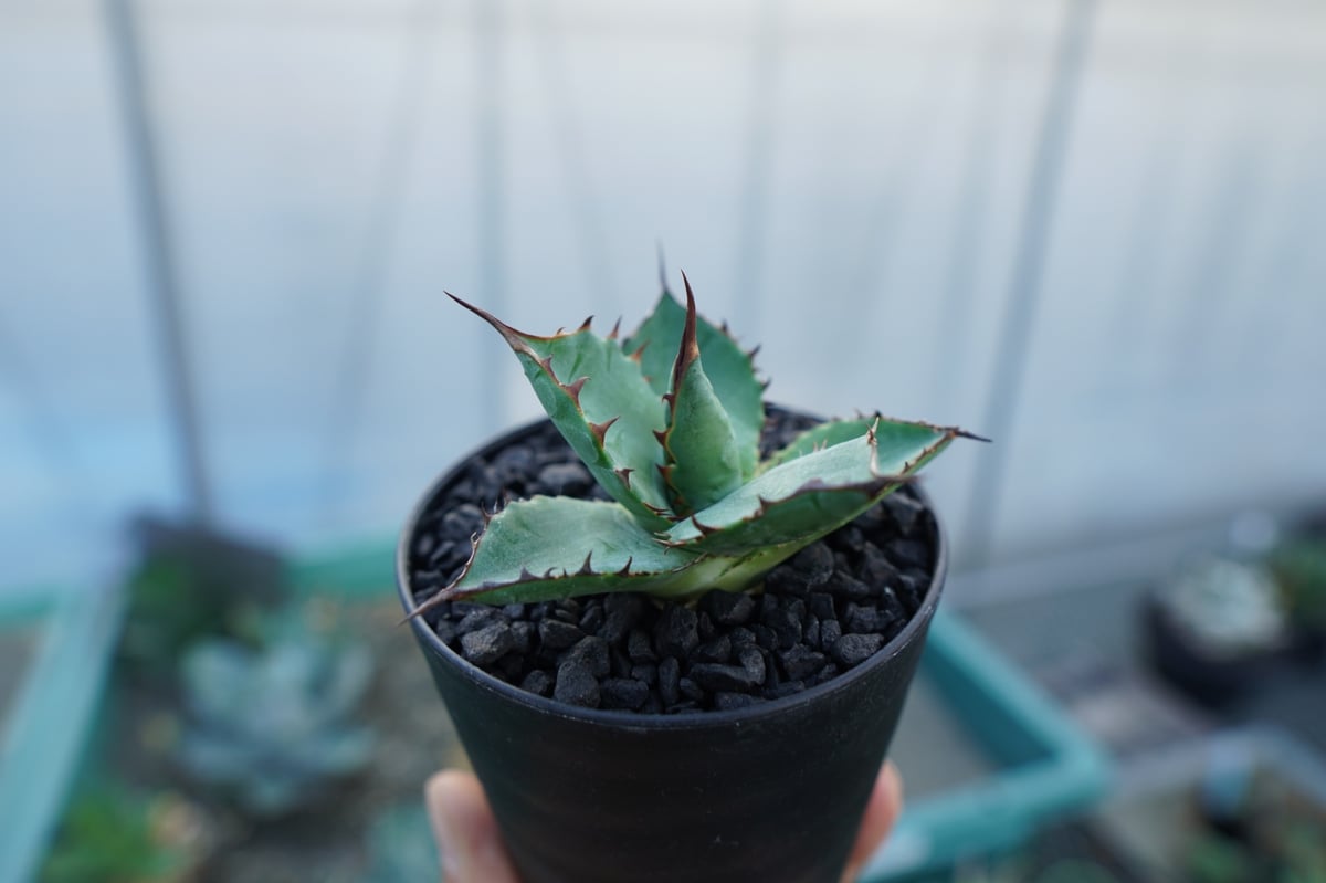 アガベ パラサナ×ホリダ agave parasana×horrida | mana's fa