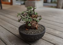 エンセファラルトス トリスピノーサス 極美株 限定1株 | mana's