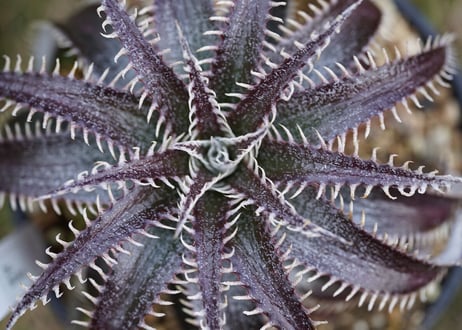 Dyckia bilbaker