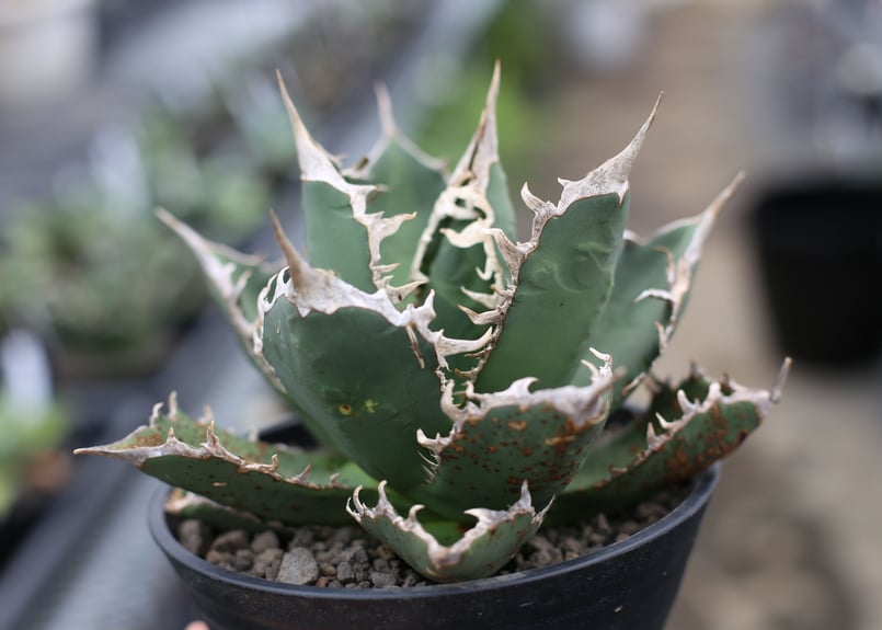 アガベ オテロイ チタノタ フランス輸入株 ブツブツ アガベ 冰雹 ブツブツ 子株2つ付き オテロイ チタノタ - メルカリ