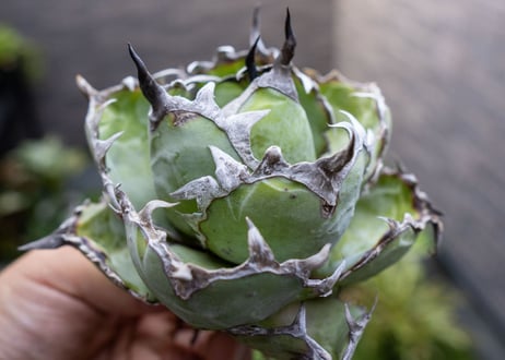 Agave B&B A NO.4