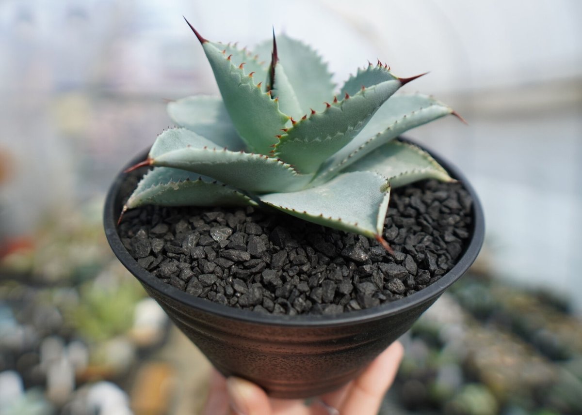 アガベ ドラゴントゥース 中斑 agave