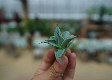 アガベ　ドラゴントゥース　Agave Dagontoes　No.1