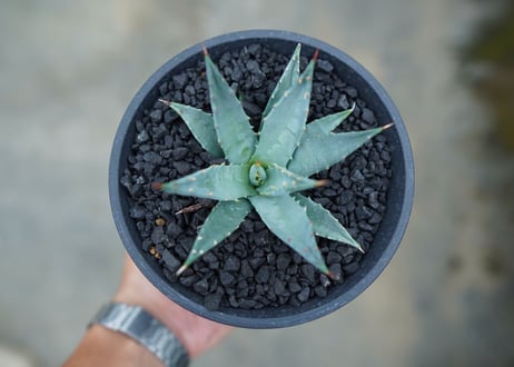 アガベ　ユタエンシス　Agave uthaensis　No.1