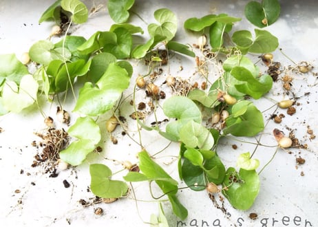 亀甲竜 ディオスコレア エレファンティペス  dioscorea elephantipes 　実生苗