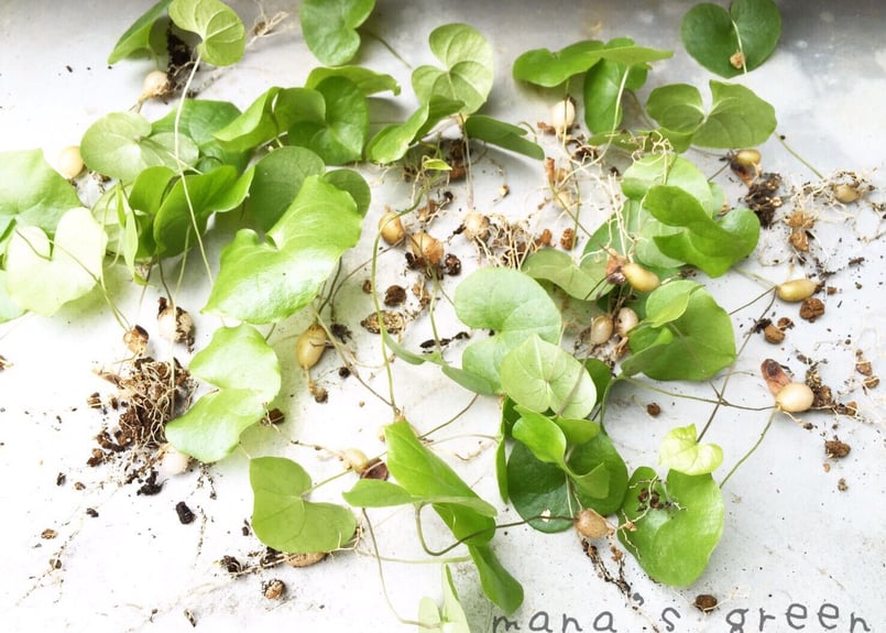 亀甲竜 ディオスコレア エレファンティペス dioscorea elephantipes
