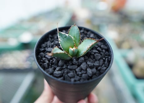 アガベ　チタノタ　FO-76　Agave titanota  FO-76　No.4