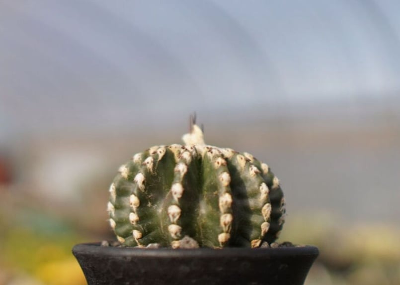 ディスコカクタス ホルスティ | mana's farm:塊根植物・アガベ・ドライ