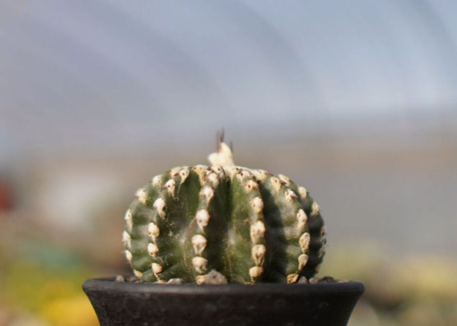 ディスコカクタス ホルスティ | mana's farm:塊根植物・アガベ・ドライ