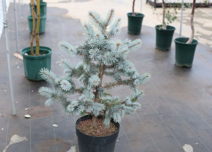 プンゲンストヒ　ポプシー【C】 楽天市場】【現品発送】ピセア・プンゲンストーヒ ホプシー 8号