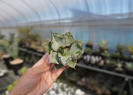 agave titanota ブラック＆ブルー　No.9