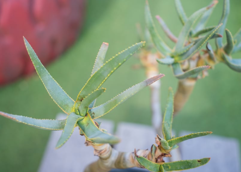 アロエ ラモシシマ | mana's farm:塊根植物・アガベ・ドライガーデン