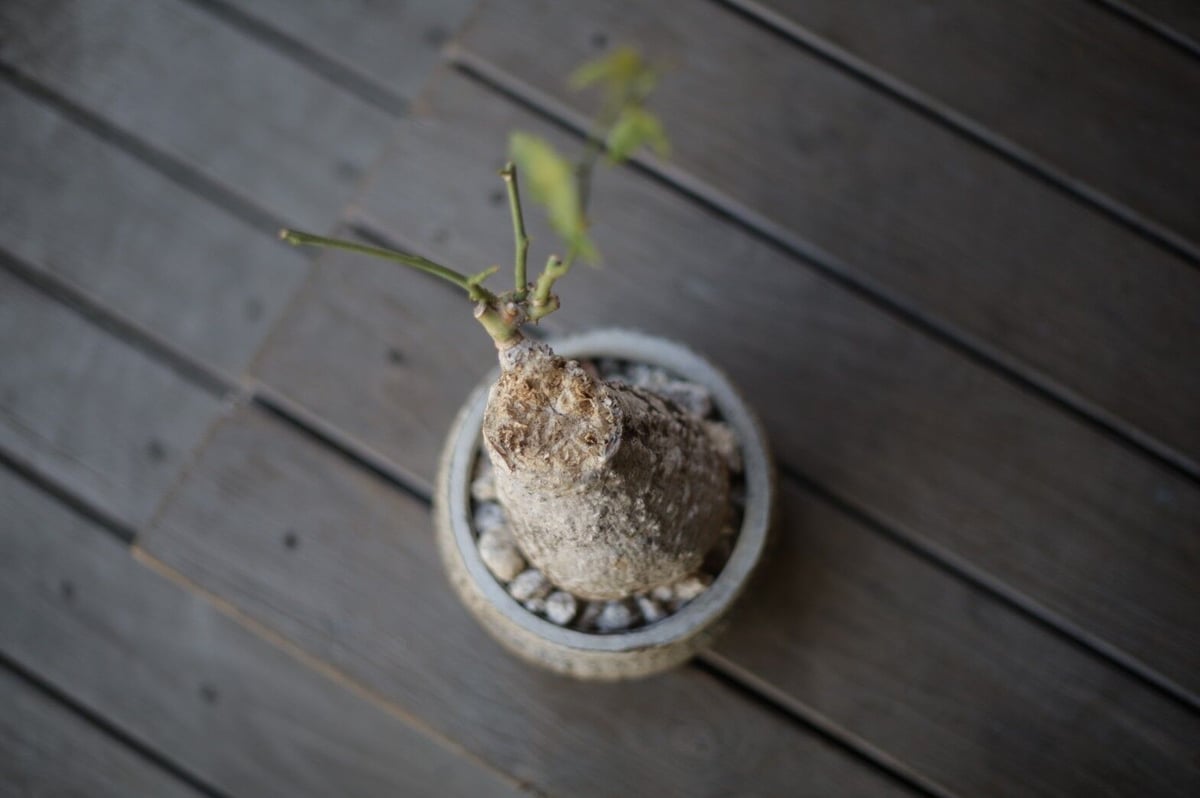 ケドロスティス アフリカーナ Kedrostis africana | mana's farm