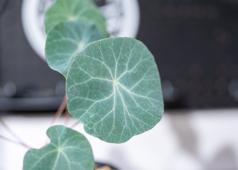 ステファニア カウィーサキー | mana's farm:塊根植物・アガベ