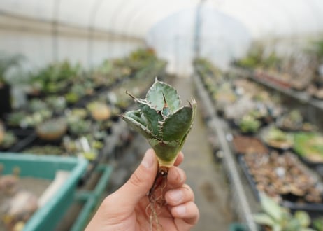 【抜き苗】アガベ　チタノタ　ライオンズメーン　Agave titanota Lion's Mane