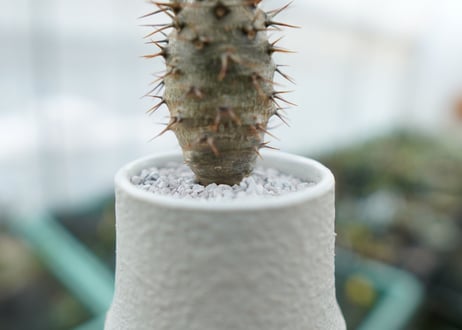 パキポディウム　ラメリー　Pachypodium lamerei