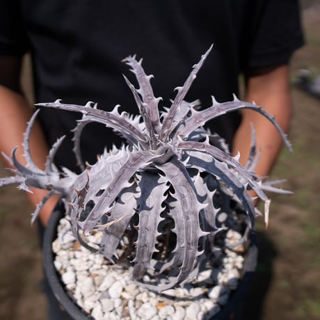 モト アガベ ディッキアセット dyckia | STORES