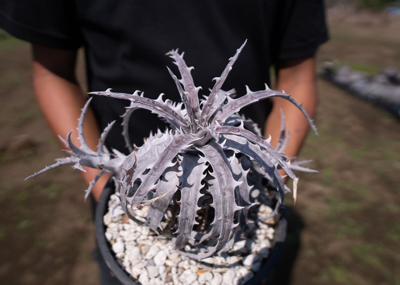 Dyckia goehringii Super White 超希少 | mana's gree Dyckia goehringii Super White 超希少 | mana's gree