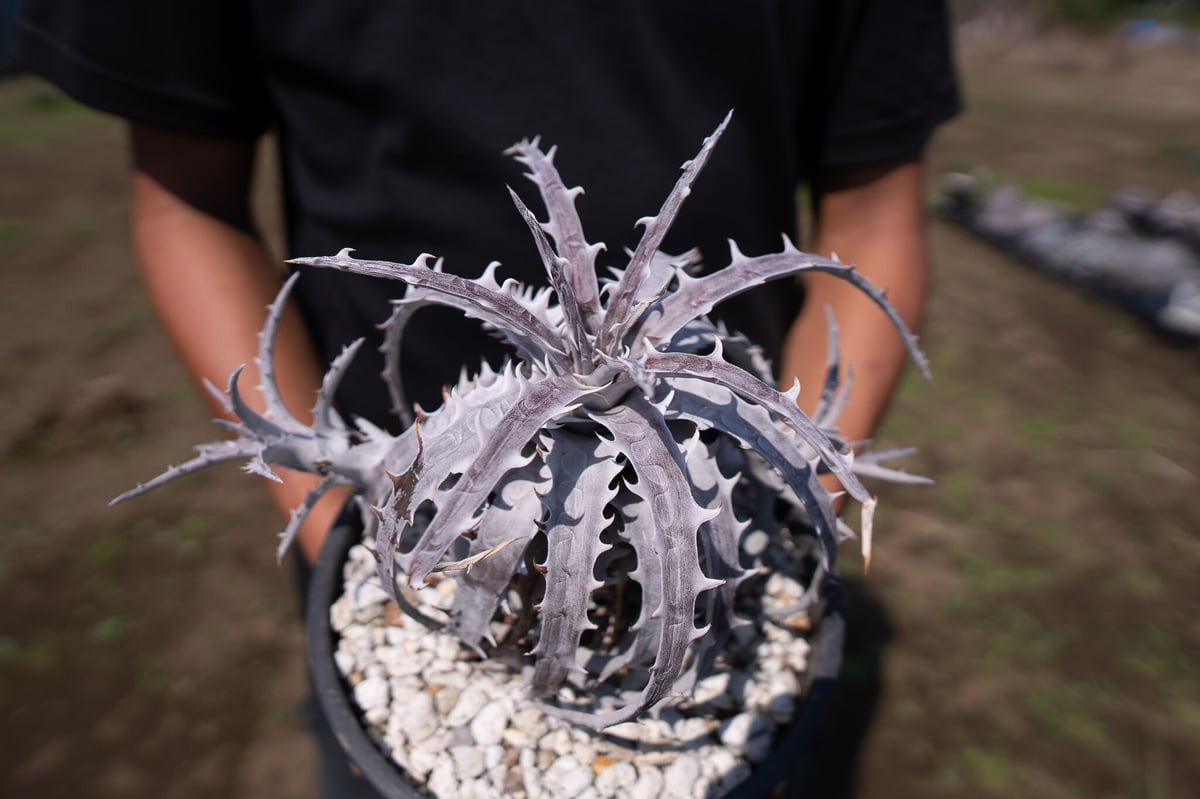 野生原種 ディッキア Dyckia hebdingii white form ⑵ 野生原種 ディッキア Dyckia hebdingii white form ⑴