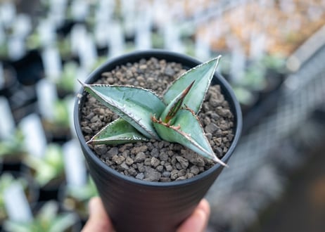 アガベ　オテロイ　agave oteroi　No.3