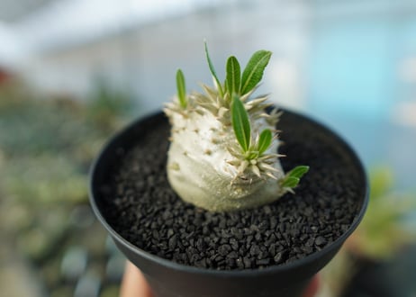 パキポディウム　恵比寿大黒　Pachypodium Densicaule　No.10