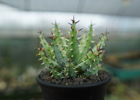 アロエ　エリナケア　Aloe erinacea