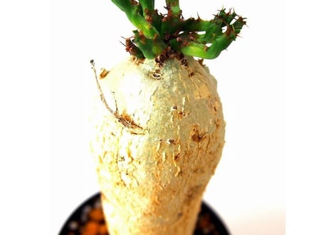 ユーフォルビア ステラータ 飛竜  Euphorbia stellata　№6