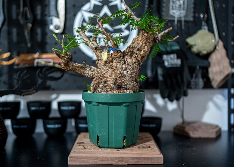 オペルクリカリア パキプス Operculicarya pachypus No.1 | man