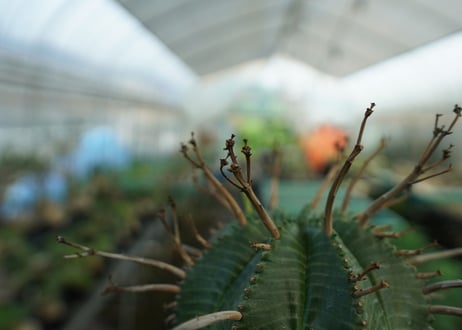 ユーフォルビア　スーパーバリダ　Euphorbia super valida  No.3