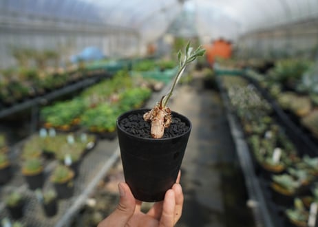 ペラルゴニウム　ビオリフロルム　Pelargonium violiflorum
