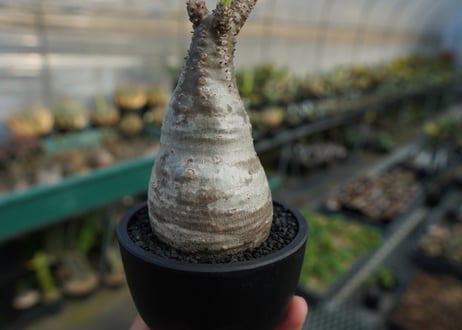 パキポディウム　グラキリス　 Pachypodium Gracilius  No.9