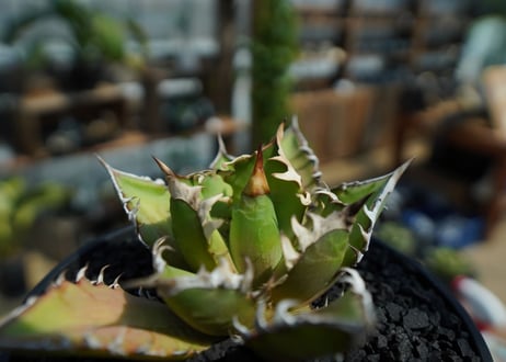 アガベ　チタノタ　レッドキャットウィーズル　Agave titanota Red catweezle　No.2