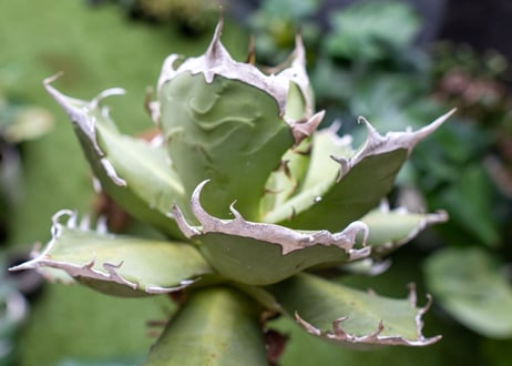 Agave titanota Xuefeng 雪峰　レア品種