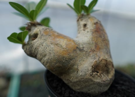 パキポディウム　エブレネウム　Pachypodium eburneum　No.3
