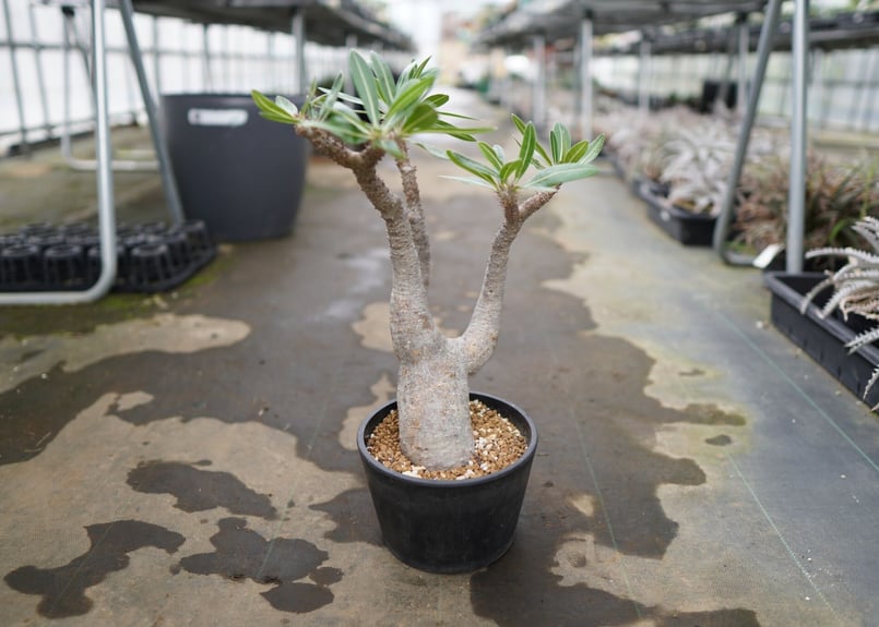パキポディウム マカイエンセ | mana's green:塊根植物販売|マナ パキポディウム マカイエンセ | mana's green:塊根植物販売|マナ
