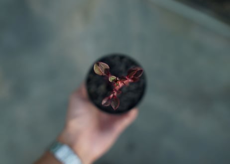 ユーフォルビア　紅彩雲閣　Euphorbia trigona f. rubra　No.1